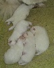  - naissance de 5 bébés 