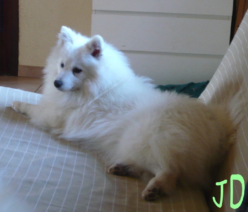 Densetsu Du ray de mussy