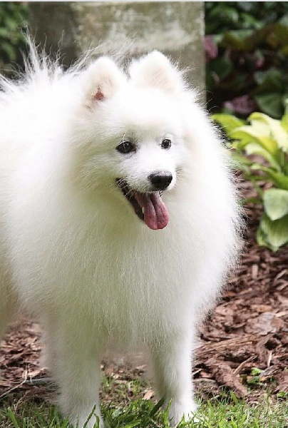 Deiko Du ray de mussy