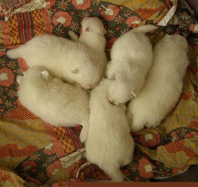 Du ray de mussy - EXCEPTIONNEL! 6 chiots sont nés aujourd hui