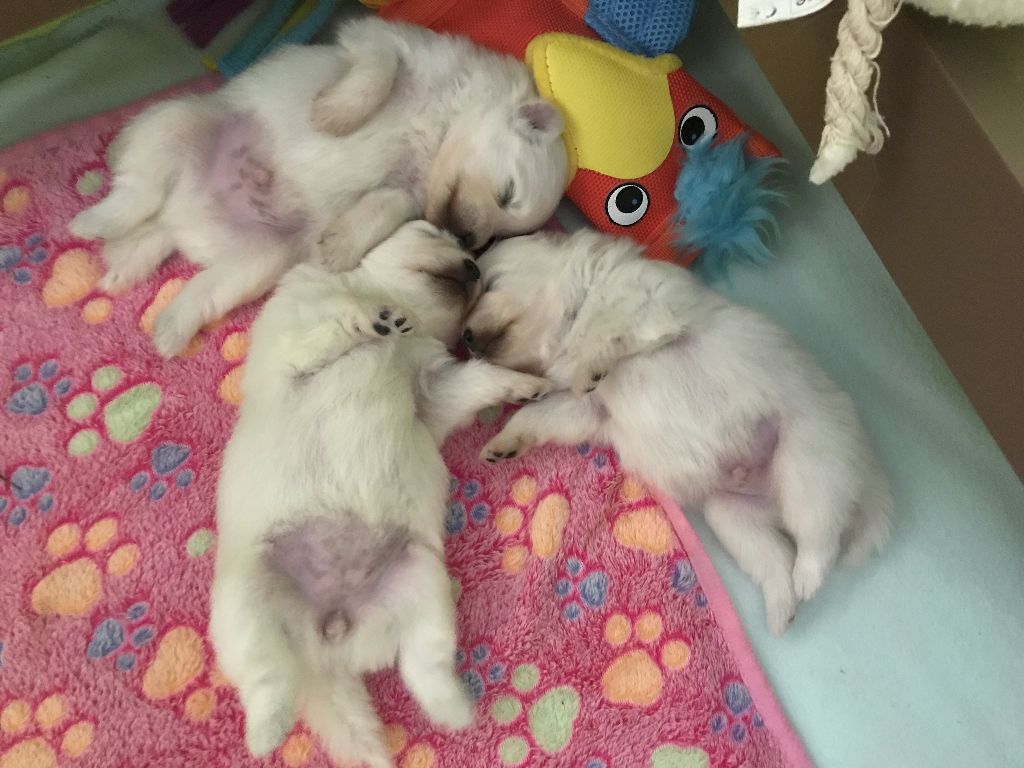 Chiots